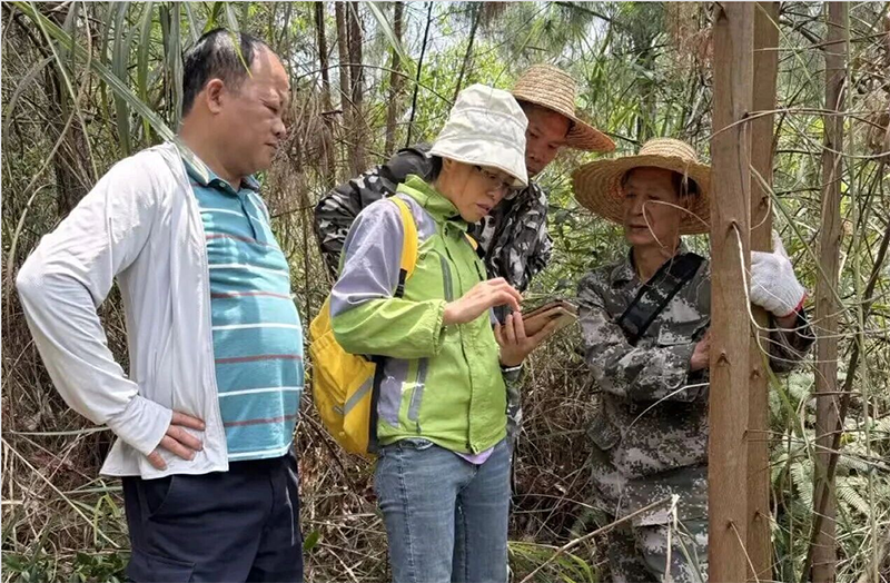 图为梁艳芬同志(中)在大新县小明山林场指导技术人员开展森林资源规划设计调查工作